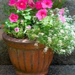 Get It Growing: Set your June gardening activities calendar