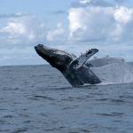 Community News Briefs — May 31, 2017