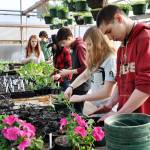 Sequim High School agricultural science students (from left) Virginia Kelvy, Scott Chichester (teacher), Mackenzie Walla, Sergio Yanez, Emily Silva and Trevor Dove transfer plants to hanging pots in the greenhouse. Students are preparing hanging baskets for the upcoming FFA annual plant sale May 10-13. Photo by Patsene Dashiell