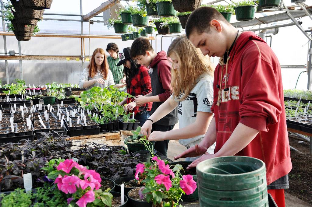 Sequim High School agricultural science students (from left) Virginia Kelvy, Scott Chichester (teacher), Mackenzie Walla, Sergio Yanez, Emily Silva and Trevor Dove transfer plants to hanging pots in the greenhouse. Students are preparing hanging baskets for the upcoming FFA annual plant sale May 10-13. Photo by Patsene Dashiell
