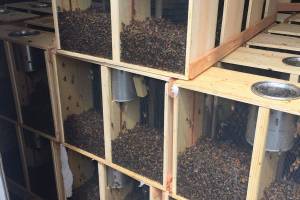 Local businessman sees bee cargo damaged