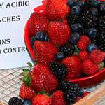 Get It Growing: Berry basics