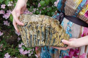 Sequim residents discover mammoth molar