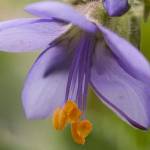 Get It Growing: Set your May gardening calendar