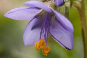 Get It Growing: Set your May gardening calendar