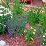 Get It Growing: All about weeds