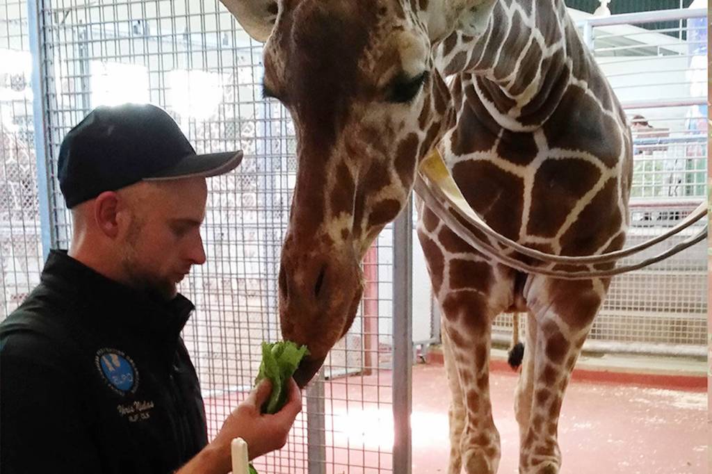 Twiga’s small miracle