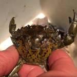 Researchers intensify hunt for invasive green crab