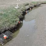 Green crab hunt rises to 64 in Dungeness as trapping intensifies