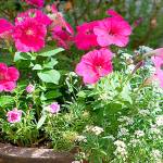 Get It Growing: Set your June gardening activities calendar