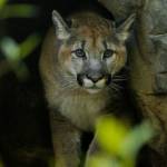 Cougar named Sequim found in Joyce now featured in Minnesota Zoo