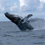 Community News Briefs — May 31, 2017