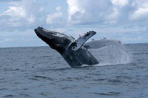 Community News Briefs — May 31, 2017