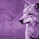 Girls Tennis: Doubles team, D’Amico and Dietzman, advance to districts