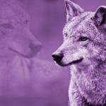 Girls Tennis: Doubles team, D’Amico and Dietzman, advance to districts