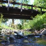 Matriotti Creek, which many local fish use for habitat, runs through a proposed property that owners are readying to become a 73-unit mobile home park. Neighbors want Clallam County officials to request further environmental analysis to see if there is an impact on the fish and ecosystem. Sequim Gazette photo by Matthew Nash