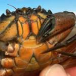 At top: So far 20 European green crab, an invasive species, have been trapped on the Dungeness Spit near Sequim in the past two weeks, just across from Dungeness Landing (above). The crab is distinguishable for its five points by each eye. Photo by Allen Pleus/Washington Department of Fish & Wildlife. Sequim Gazette photo by Matthew Nash