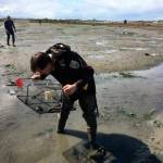 Lorenz Sollmann, Dungeness Spit National Wildlife Refuge deputy project leader, places a trap last week at Graveyard Spit near Sequim for European green crab, an invasive species believed to have negatively impacted shellfish harvests in spots around the world. Photo by Allen Pleus, Washington Department of Fish & Wildlife