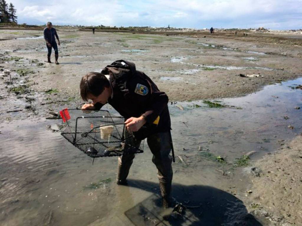 Lorenz Sollmann, Dungeness Spit National Wildlife Refuge deputy project leader, places a trap last week at Graveyard Spit near Sequim for European green crab, an invasive species believed to have negatively impacted shellfish harvests in spots around the world. Photo by Allen Pleus, Washington Department of Fish & Wildlife