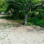 Crane soars to Eagle Scout rank