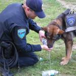 Sequim Police Sgt. Mike Hill worked with canine officer Chase from 2008-September 2016. Chase died April 4 after cancer came back more than a year after surgery. Chase&rsquo;s body was used for cancer research for dogs. Photo courtesy of Sequim Police Department