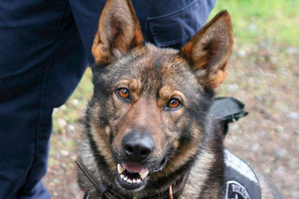 Chase, Sequim&rsquo;s canine officer from 2008-September 2016, lived the last year of his life as a regular dog, said Sequim Police Sgt. Mike Hill. Chase, who died April 4, assisted or led in resolving more than 250 criminal incidents. Photo courtesy of Sequim Police Department