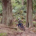 The new trail off Manzanita Trail on Miller Peninsula north of Blyn features lots of corners well-suited for bicyclists, said Powell Jones, executive director of the Dungeness River Audubon Center. He&rsquo;s worked more than three years to create a project for local youths to come into the wilderness to build a trail to learn about the area and job opportunities in forestry management. Sequim Gazette photo by Matthew Nash