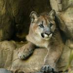 A cougar named Sequim is now featured at the Minnesota Zoo after being rescued in Joyce last October. Photo courtesy of Minnesota Zoo