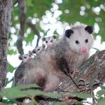 Natural HIstory Dispatch: Don’t overlook opossums