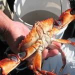 State shellfish managers set Puget Sound crab seasons