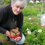 Learn how to produce potatoes from seed