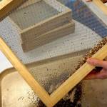 Off the Shelf: New NOLS Grows seed library sprouts