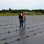 B&B Family Farm significantly expands lavender fields