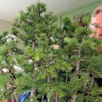 Dungeness Bonsai Society hosts its 41st annual show this weekend in Sequim