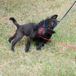 The Olympic Game Farm will soon introduce two new timber wolf puppies, Grace, left, and Tonka right, a brother and sister pair, to its pack of nine timber wolves. These are the first set of wolf puppies the facility has received in many years. Sequim Gazette photo by Erin Hawkins                                The Olympic Game Farm will soon introduce two new timber wolf puppies, Grace, left, and Tonka right, a brother and sister pair, to its pack of nine timber wolves. These are the first set of wolf puppies the facility has received in many years. Sequim Gazette photo by Erin Hawkins