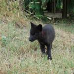 Grace and Tonka join wolf pack