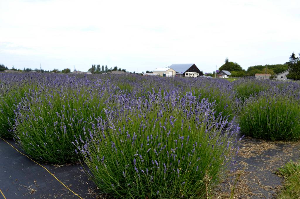 Right now Folgate lavender is beginning to show its color at the B&B Family Farm west of Carlsborg. Sequim Gazette photo by Matthew Nash