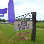 B&B Family Farm features nearly 10,000 lavender plants along Old Olympic Highway and is open through September. Sequim Gazette photo by Matthew Nash