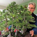 Ron Quigley of Diamond Point looks over his bonsai forest, a Japanese larch he obtained in 2007 from its designer the late Sharon Muth of Bonsai NW. It&rsquo;s one of many bonsai trees Quigley treasures in his collection. Sequim Gazette photo by Matthew Nash