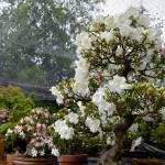 Bonsai azaleas are some of the trees Ron Quigley, president of the Dungeness Bonsai Society, plans to display this weekend. He says the azaleas originally were grown in Japan and are at least 40 years old. Sequim Gazette photo by Matthew Nash