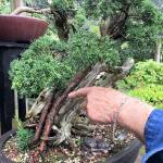 One of Ron Quigley&rsquo;s many bonsai trees includes a &ldquo;Phoenix Graft&rdquo; where he chiseled the trunk of a dead rosemary tree and inserted Shimpaku juniper to make them look like live veins. Quigley said purists may frown on this but &ldquo;that&rsquo;s part of bonsai and the artistic side using your imagination and creating something that looks like real thing.&rdquo; Sequim Gazette photo by Matthew Nash