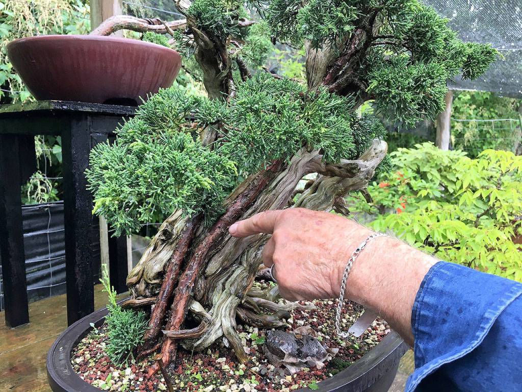 One of Ron Quigley&rsquo;s many bonsai trees includes a &ldquo;Phoenix Graft&rdquo; where he chiseled the trunk of a dead rosemary tree and inserted Shimpaku juniper to make them look like live veins. Quigley said purists may frown on this but &ldquo;that&rsquo;s part of bonsai and the artistic side using your imagination and creating something that looks like real thing.&rdquo; Sequim Gazette photo by Matthew Nash