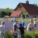 Purple Haze Lavender started with the Sequim Lavender Festival before branching off to do the Sequim Lavender Farm Faire & Tour and eventually its Purple Haze Daze. General manager Vickie Oen said even though the farm is for sale, operations remain status quo through the summer. Sequim Gazette file photo by Matthew Nash