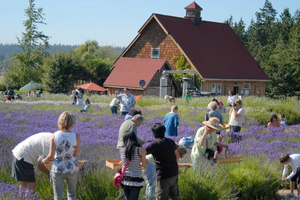 Purple Haze Lavender started with the Sequim Lavender Festival before branching off to do the Sequim Lavender Farm Faire & Tour and eventually its Purple Haze Daze. General manager Vickie Oen said even though the farm is for sale, operations remain status quo through the summer. Sequim Gazette file photo by Matthew Nash