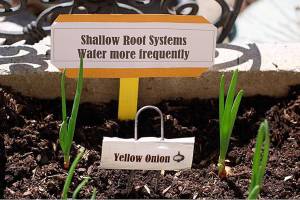 Get It Growing: Watering your vegetable garden using the 1-inch rule