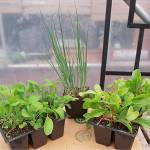 Get It Growing: Plant now for a fall harvest