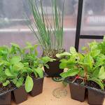 Get It Growing: Plant now for a fall harvest