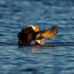 Cruise highlights puffins, Protection Island