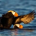 Cruise highlights puffins, Protection Island