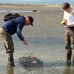 Invasive green crab count hits 87 on Dungeness Spit